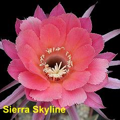 Sierra Skyline.4.1.jpg 